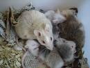 Đặc tính chung về sinh học và sinh sản của chuột
